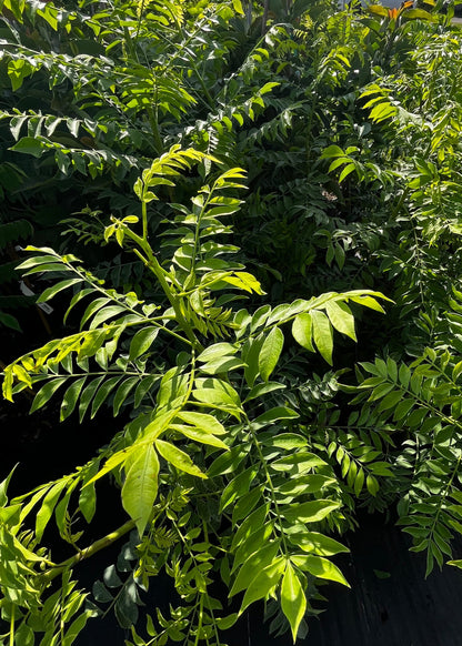 Jocote Tree, Yellow (Spondias Mombin)