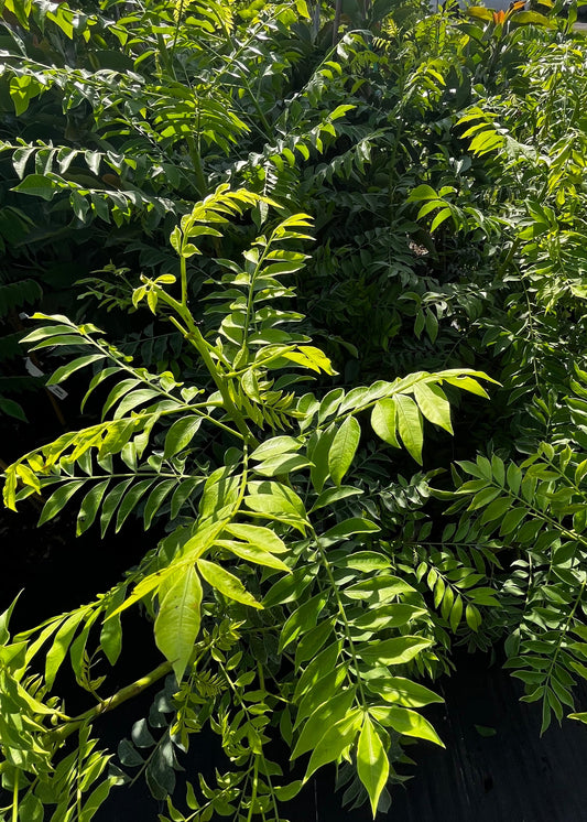 Jocote Tree, Yellow (Spondias Mombin)