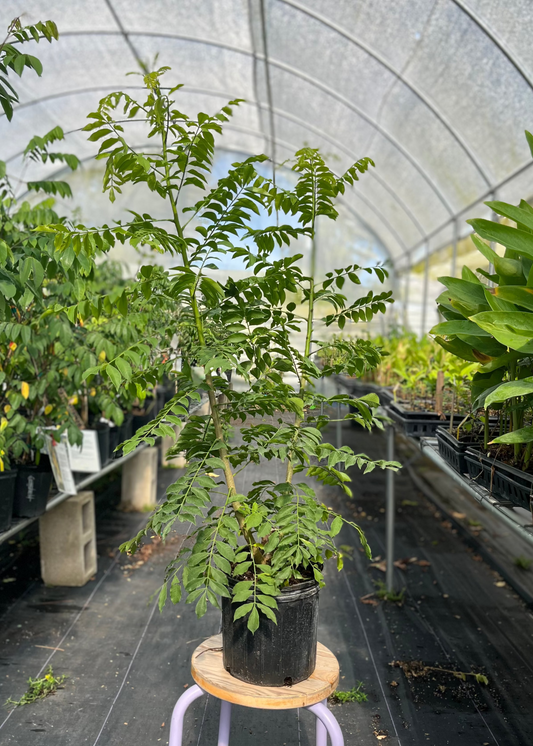 Jocote Tree, Yellow (Spondias Mombin)