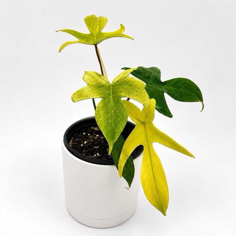 Philodendron Florida Ghost White plant in white pot with yellow-green leaves RUNOPLANTS on Tampa Home & Garden Store
