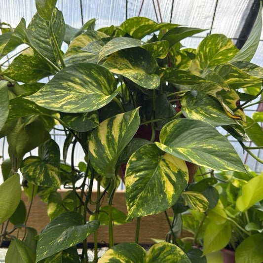 Hawaiian Pothos Hanging Basket