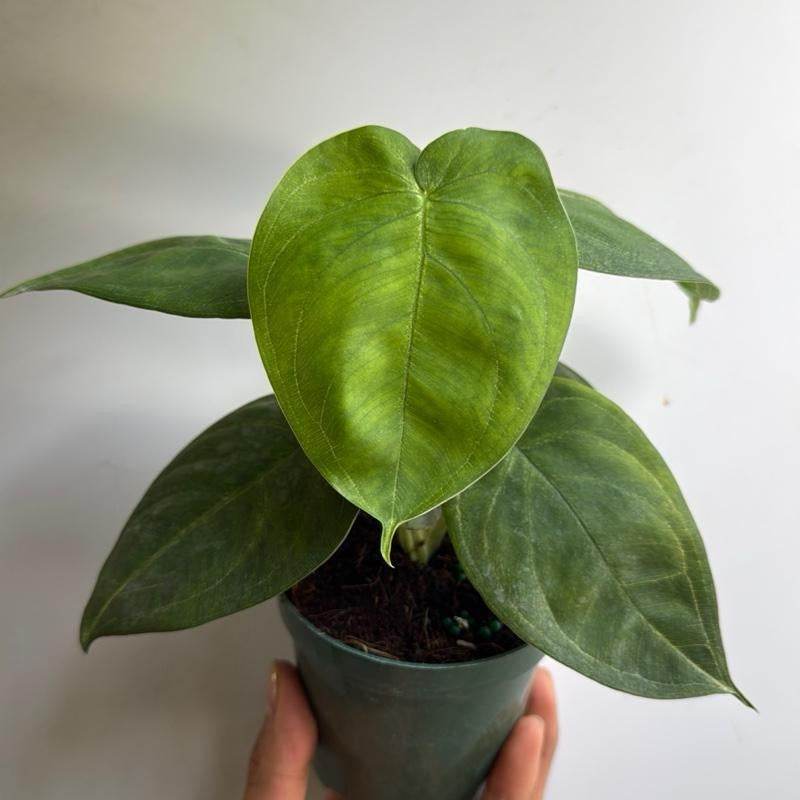 Syngonium Ice Frost