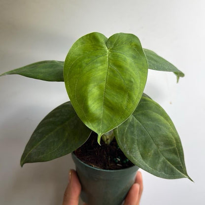 Syngonium Ice Frost