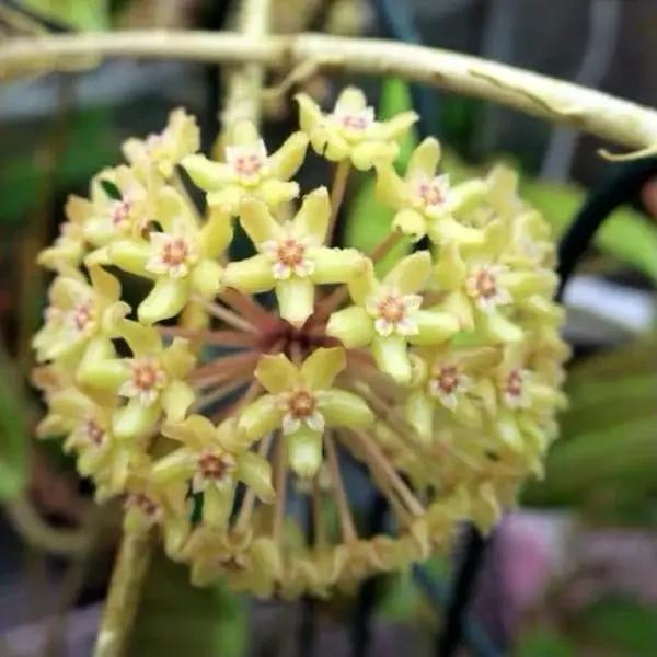 Hoya Quinquenervia Climbing Plant Five Veins