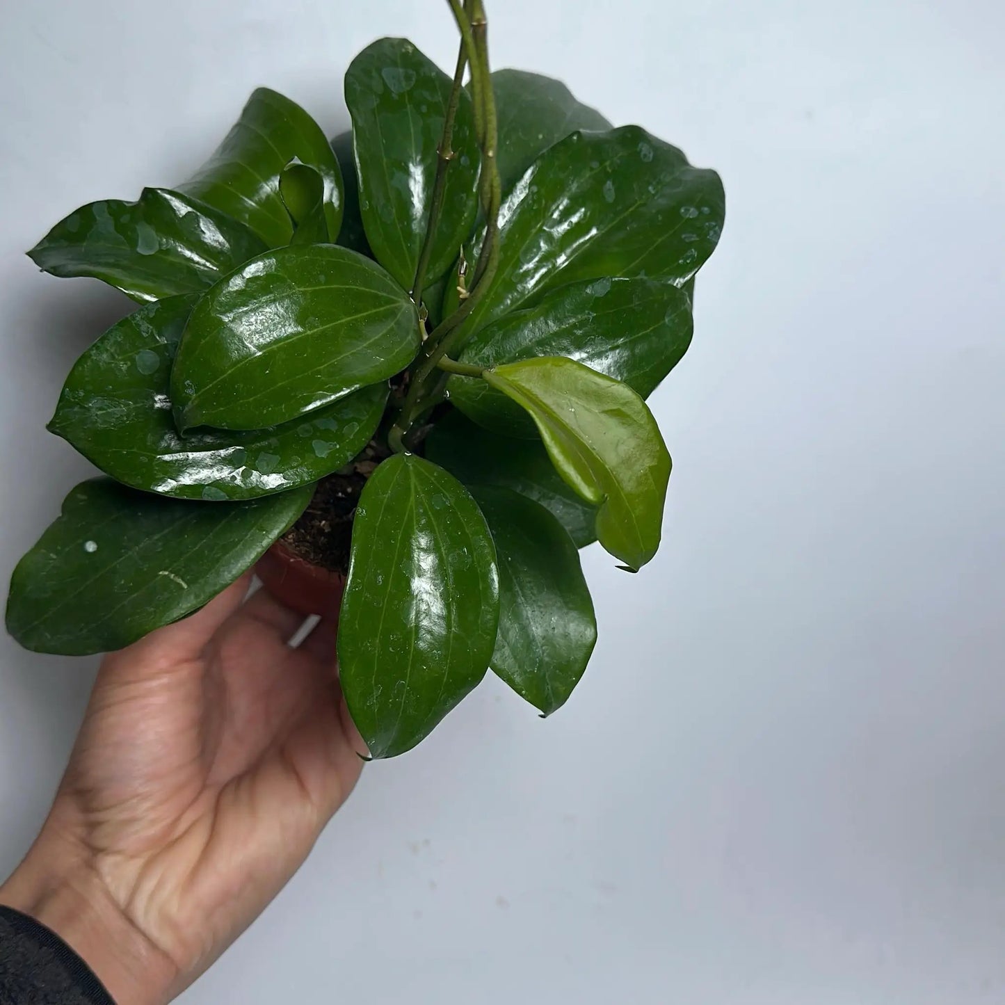 Hoya Quinquenervia Climbing Plant Five Veins