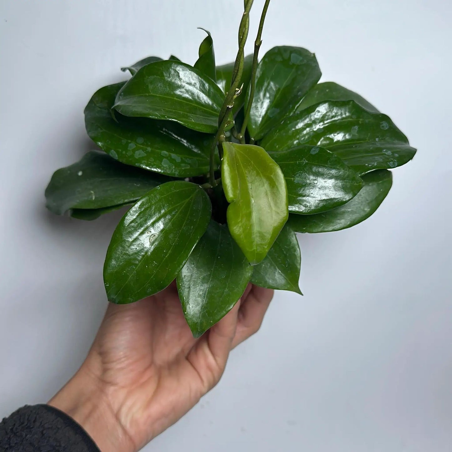 Hoya Quinquenervia Climbing Plant Five Veins