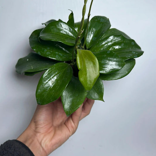 Hoya Quinquenervia Climbing Plant Five Veins