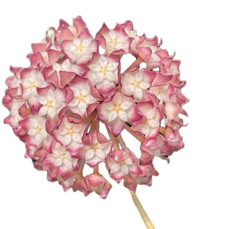 Hoya Jennifer Hybrid With Deep Green Leaves