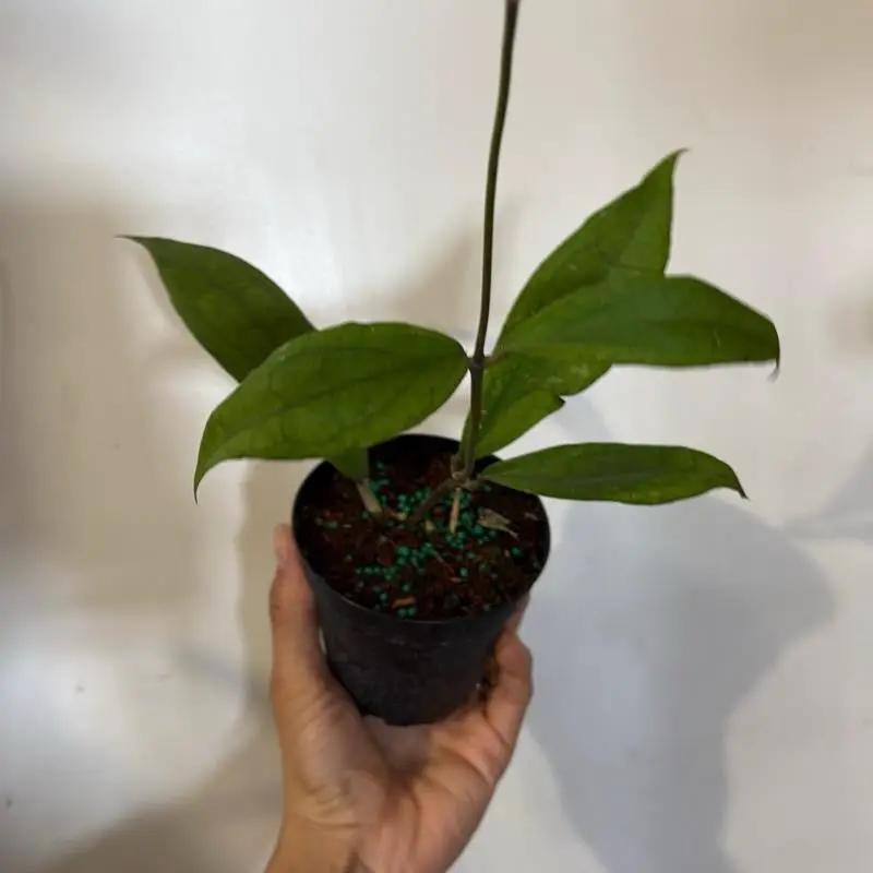Hoya Jennifer Hybrid With Deep Green Leaves