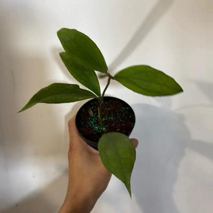 Hoya Jennifer Hybrid With Deep Green Leaves