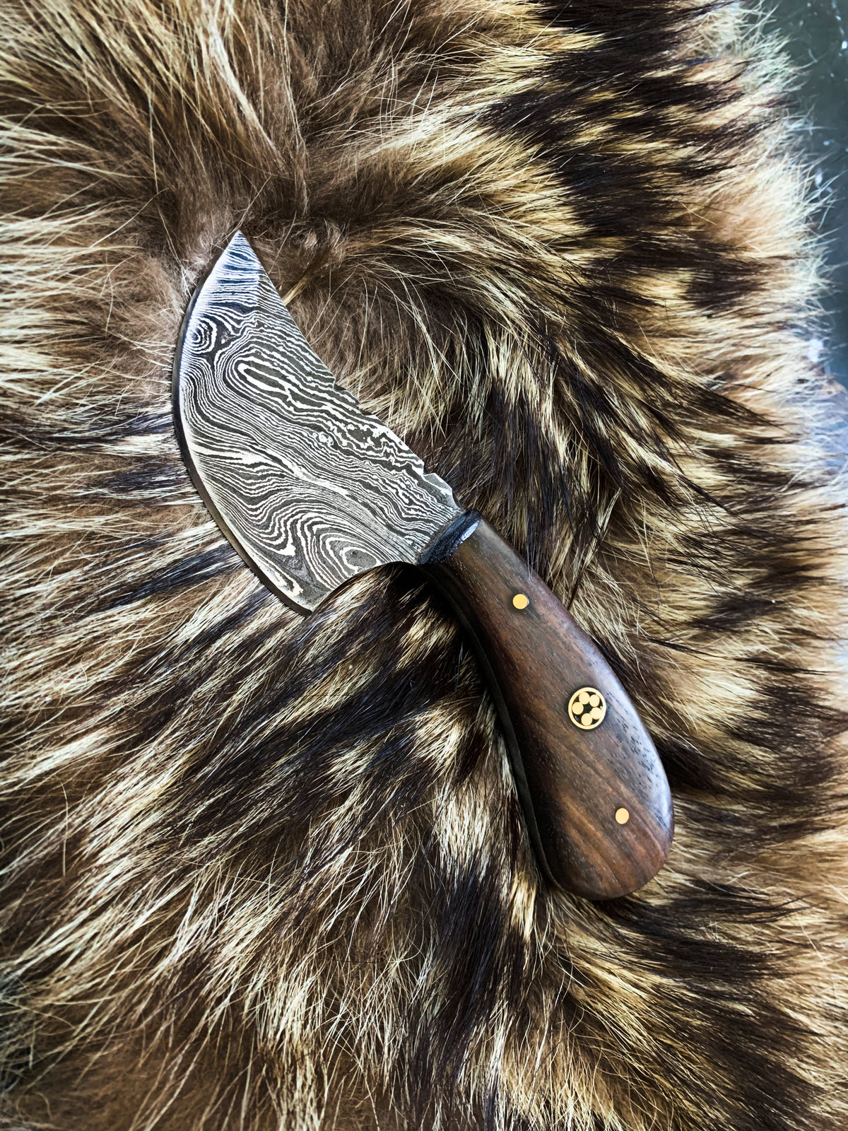 TD-090 Titan International K hunting knife with Damascus-pattern blade and wood handle on fur on Tampa Home & Garden Store