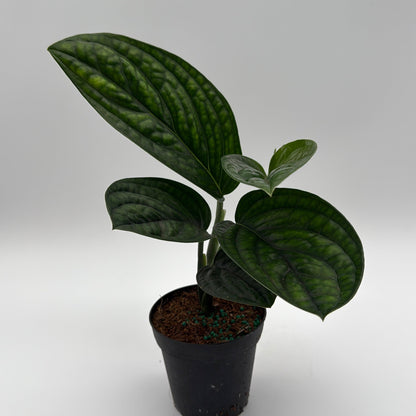 Monstera Peru