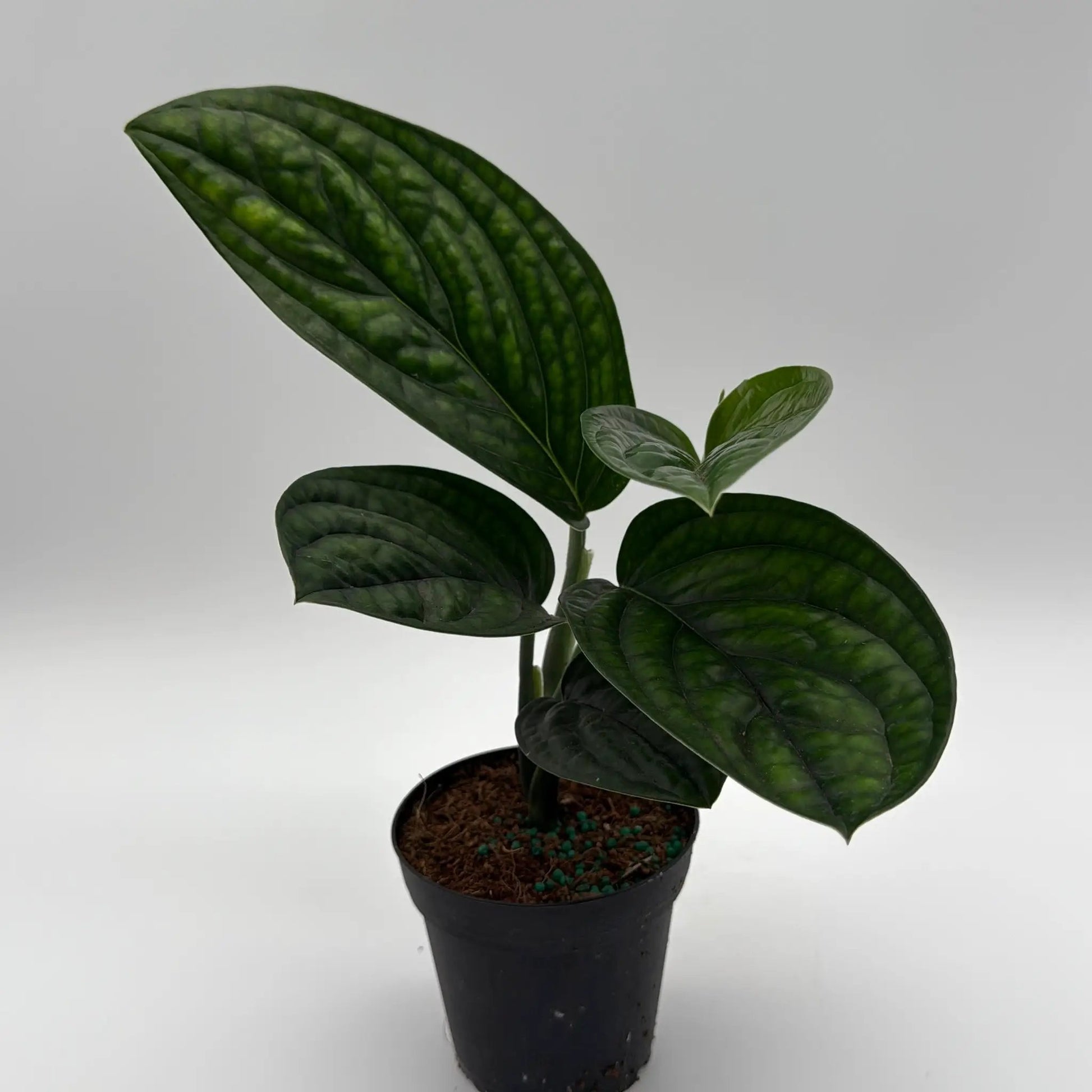 Monstera Peru houseplant with dramatic dark green glossy leaves in a black pot on Tampa Home & Garden Store