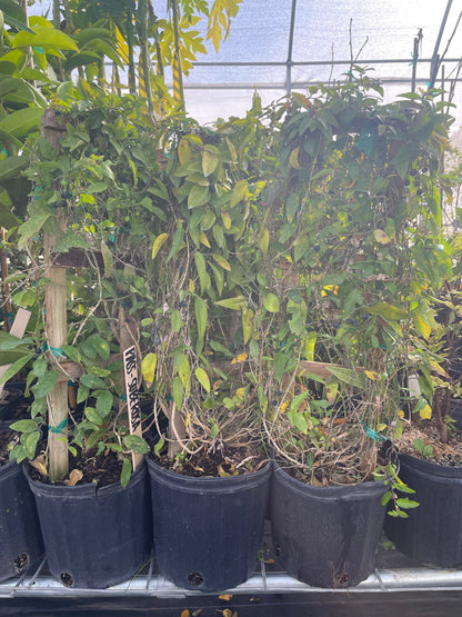 Passiflora Suberosa Plant (Corky Stem Passion Fruit)