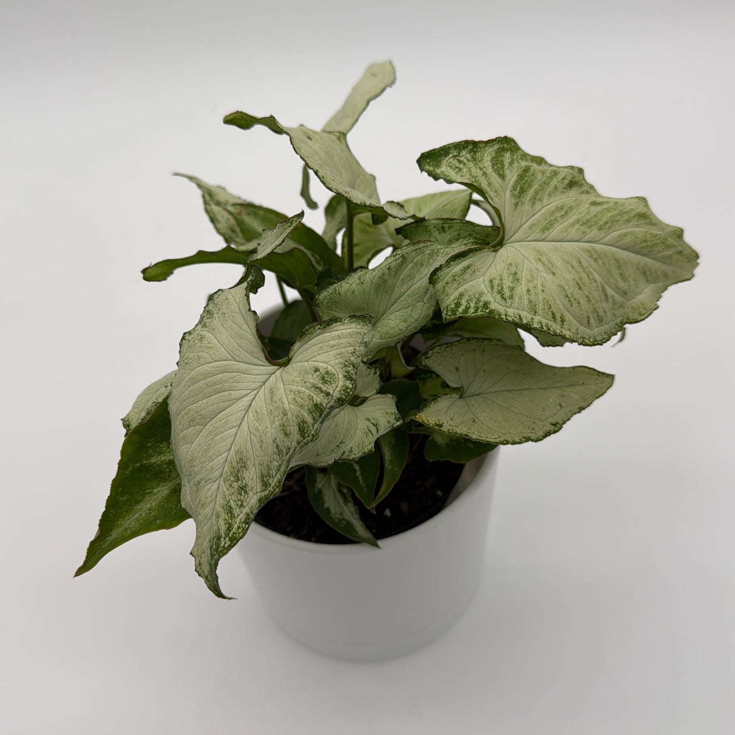Syngonium Holly Houseplant For Beginners