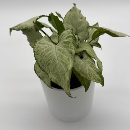 Syngonium Holly