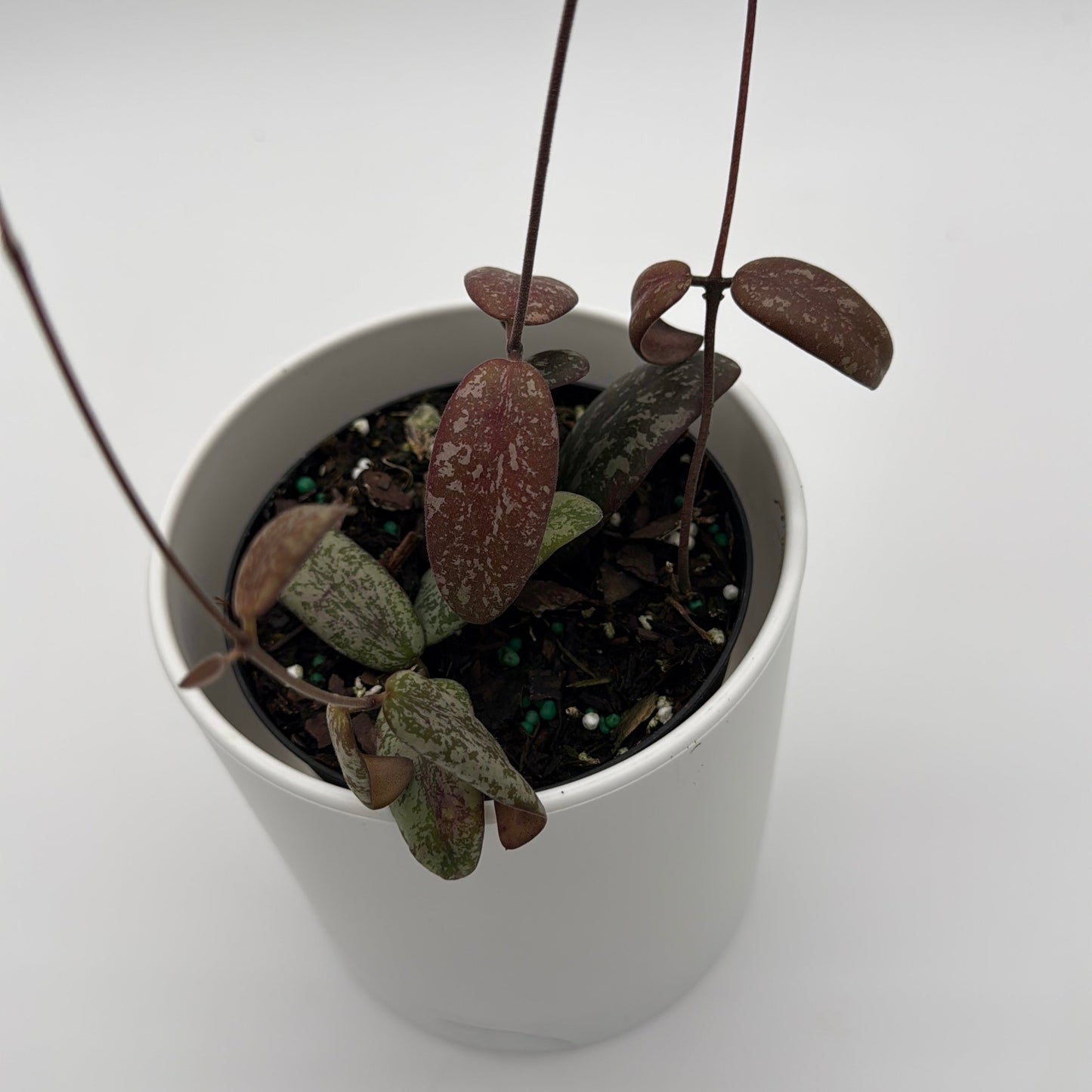 Hoya Sigilatis 'Borneo'