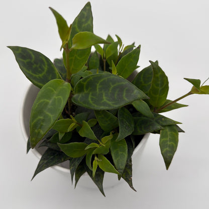 Aeschynanthus Lipstick Plant 'Black Pagoda'