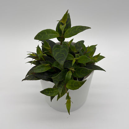 Aeschynanthus Lipstick Plant 'Black Pagoda'