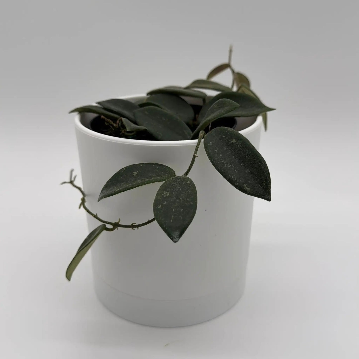 - image on Tampa Home & Garden Store