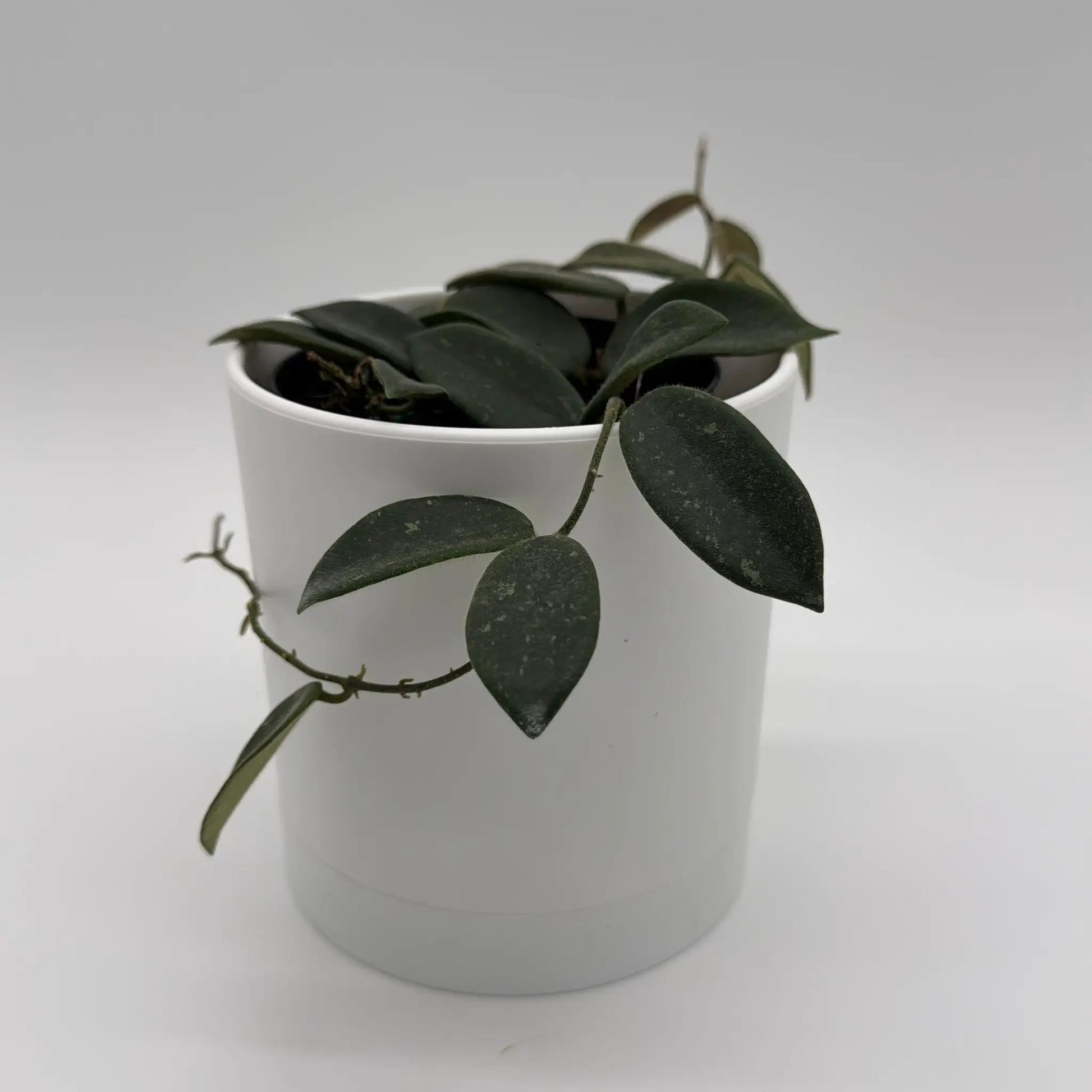 - image on Tampa Home & Garden Store