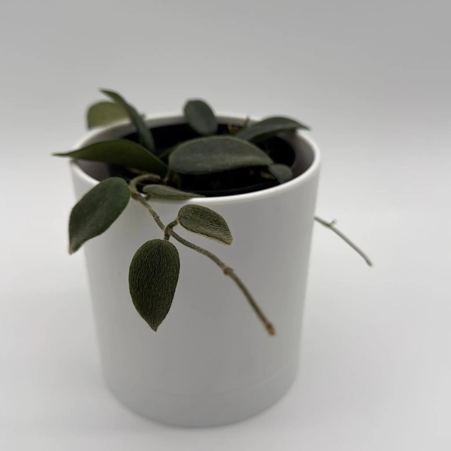 - image on Tampa Home & Garden Store