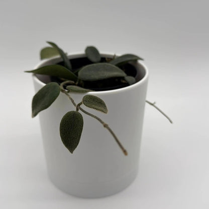 - image on Tampa Home & Garden Store