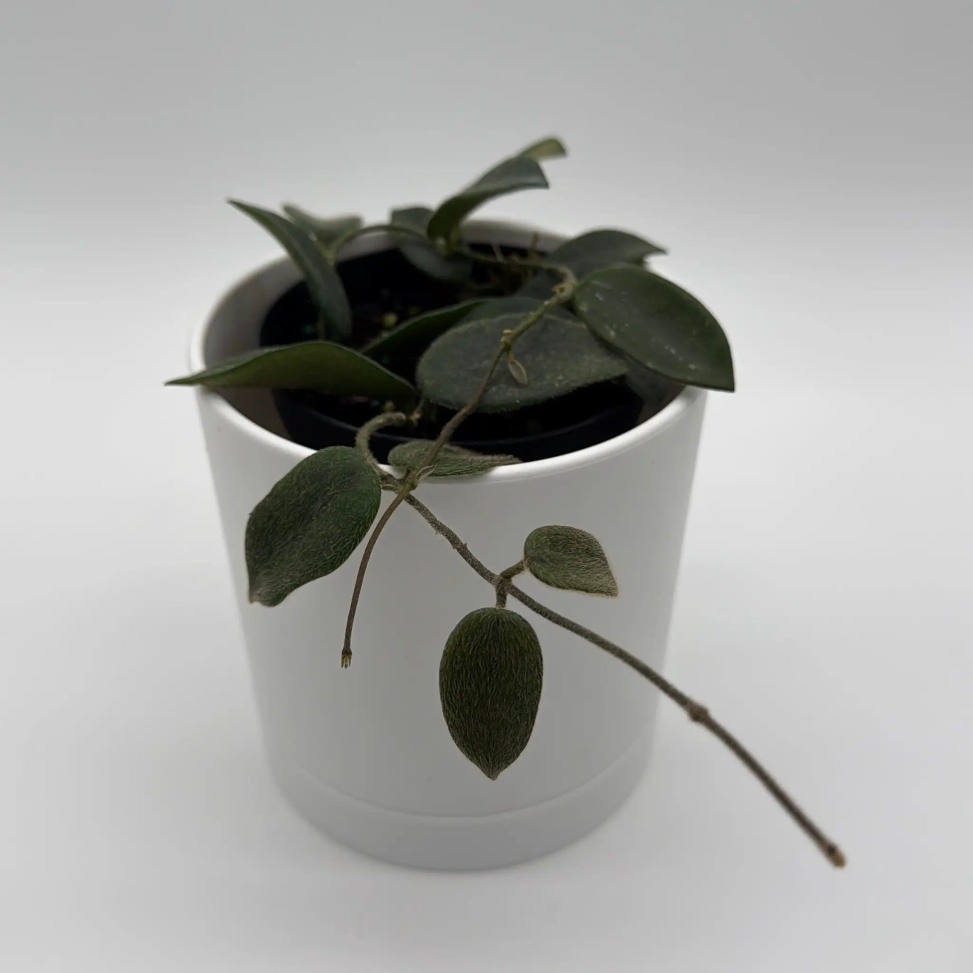 - image on Tampa Home & Garden Store
