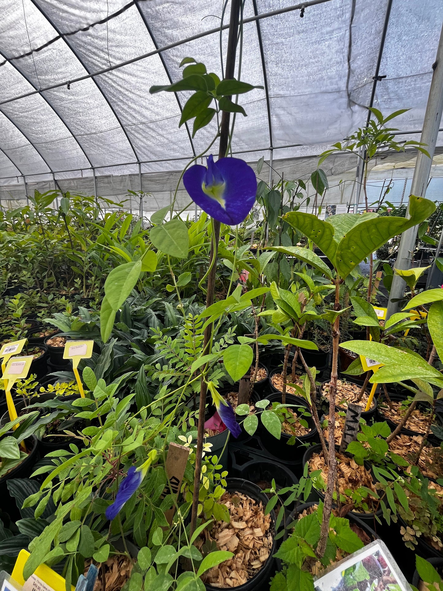 Butterfly Pea herb plant by Sow Exotic with blue violet flower on trellis in greenhouse on Tampa Home & Garden Store