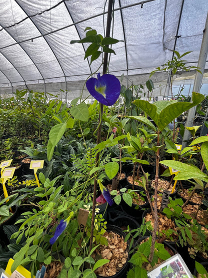 Butterfly Pea herb plant by Sow Exotic with blue violet flower on trellis in greenhouse on Tampa Home & Garden Store