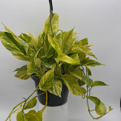 Pothos Neon Queen
