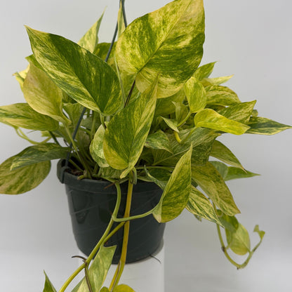 Pothos Neon Queen