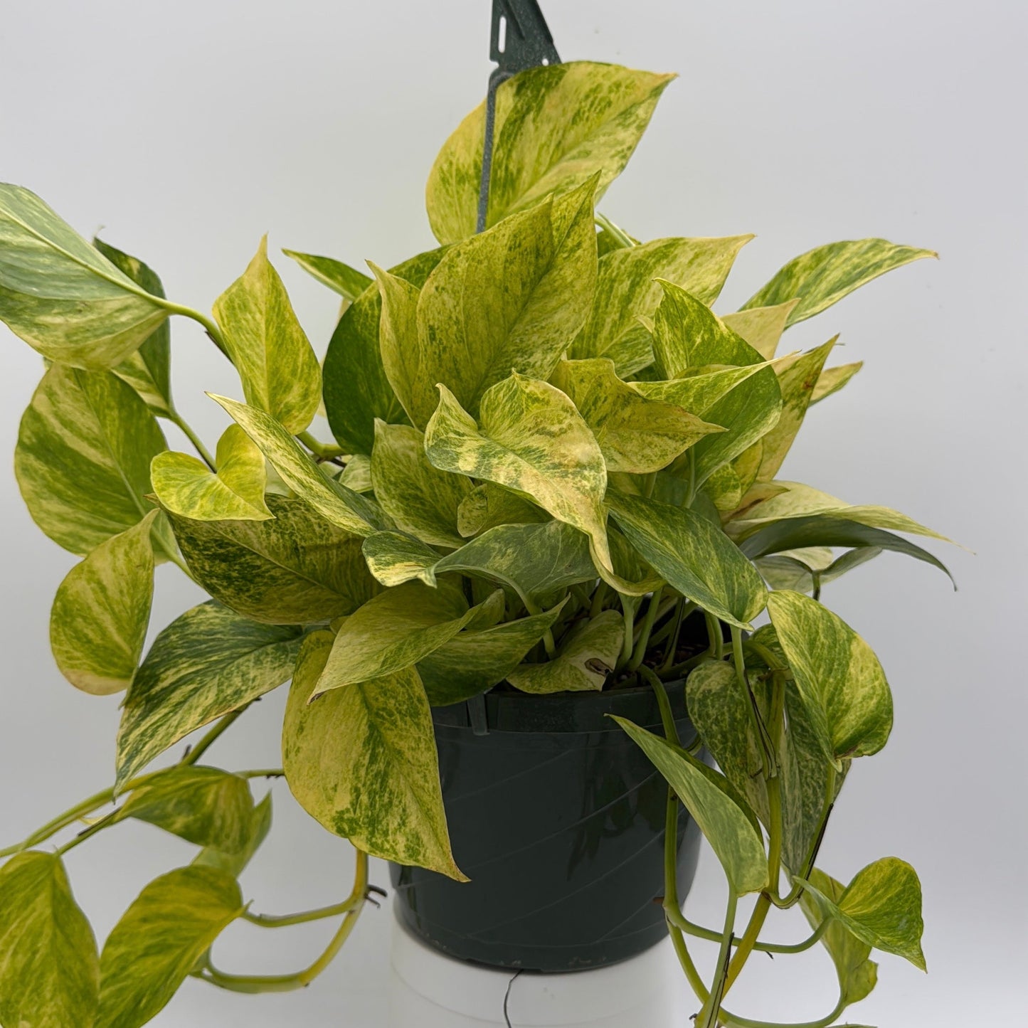 Pothos Neon Queen
