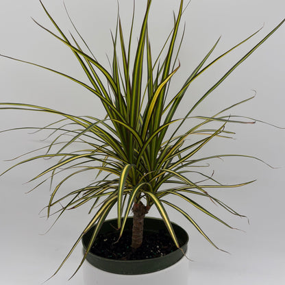 Dracaena Ray Of Sunshine