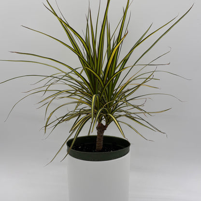 Dracaena Ray Of Sunshine