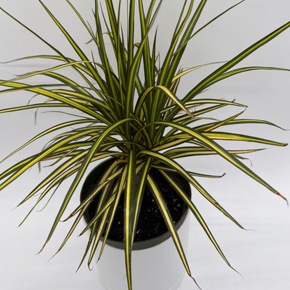 Dracaena Ray Of Sunshine