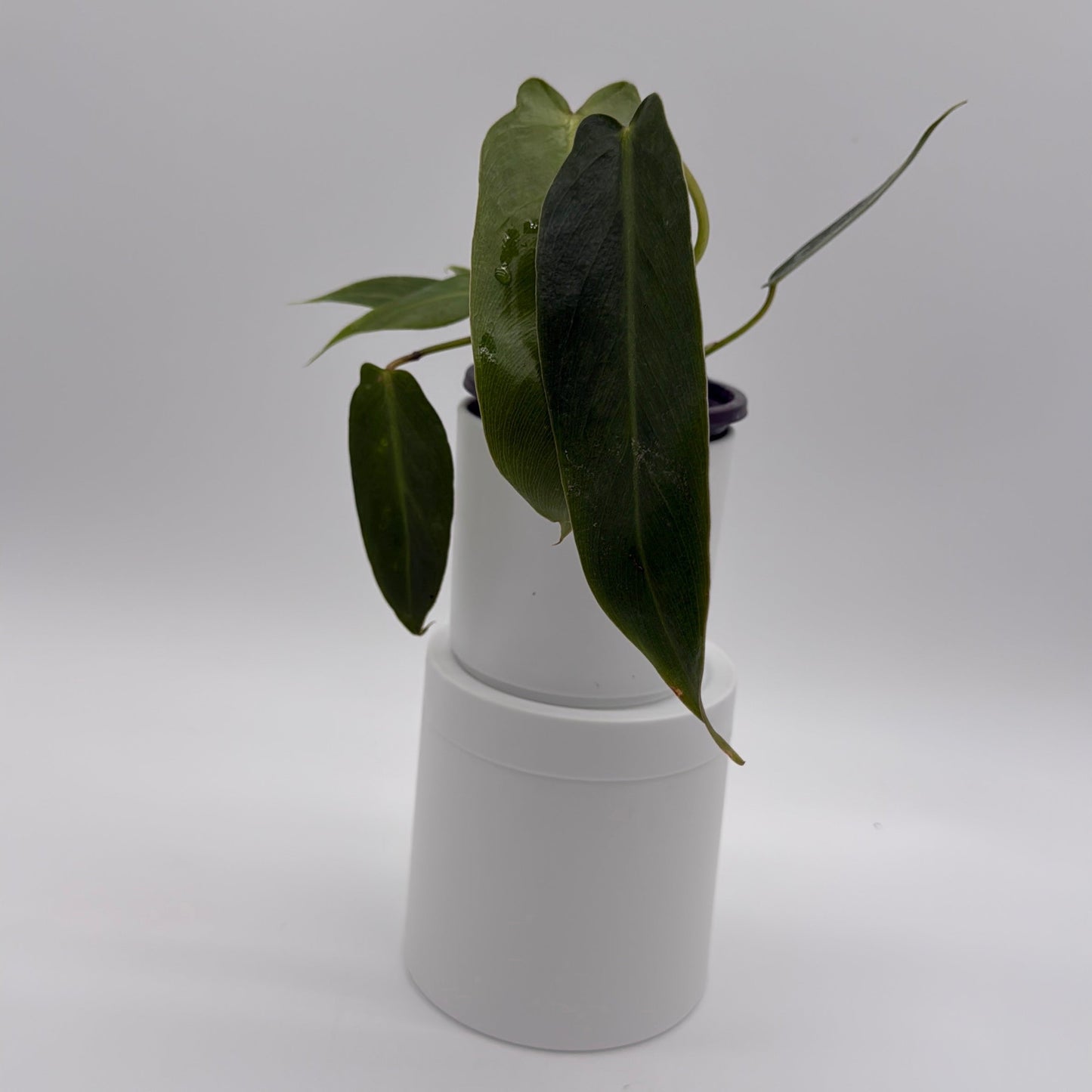 Philodendron Spiritus Sancti