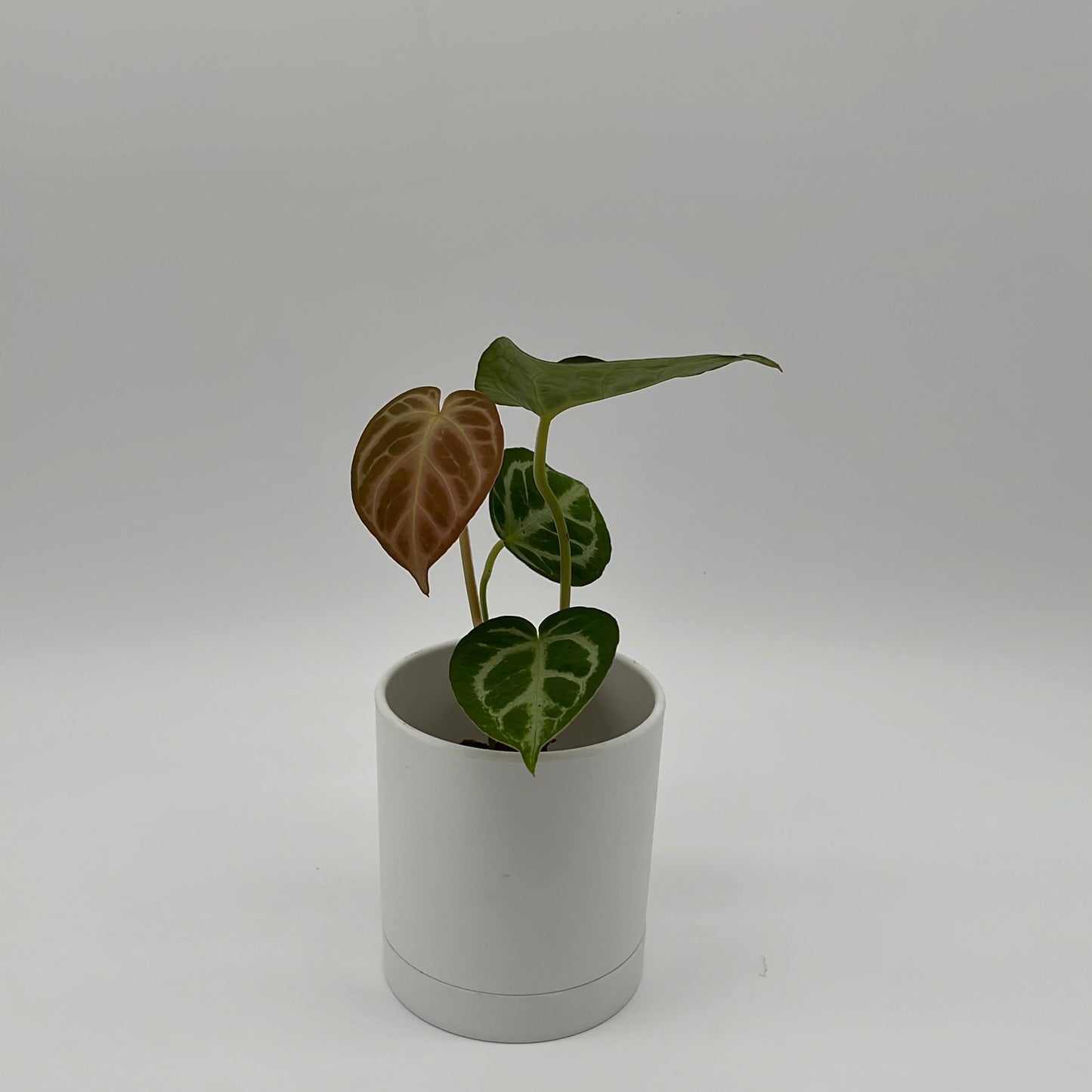Anthurium Dorayakii Silver Blush Indoor Plant