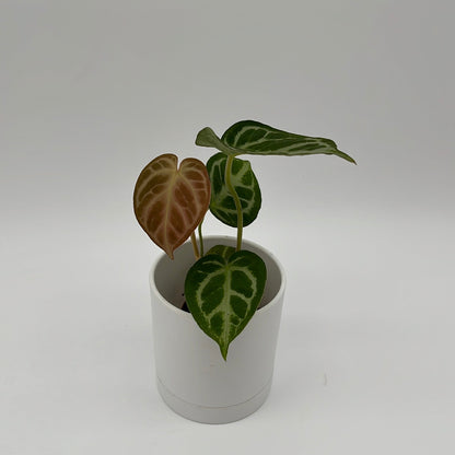 Anthurium Dorayakii Silver Blush Indoor Plant