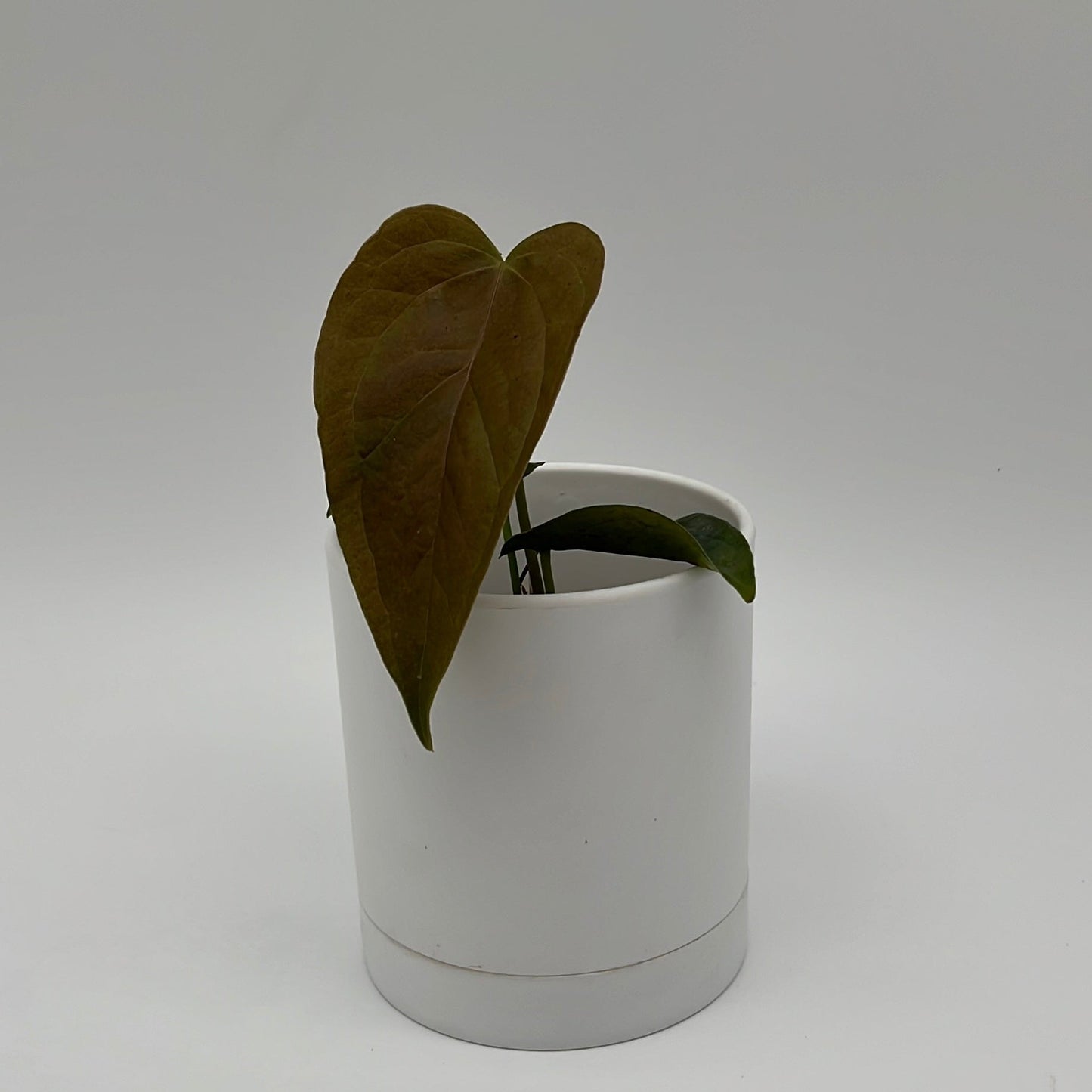 Anthurium Queen of Hearts