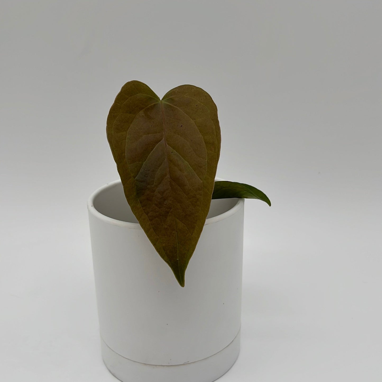 Anthurium Queen of Hearts Plant Indoor Decor