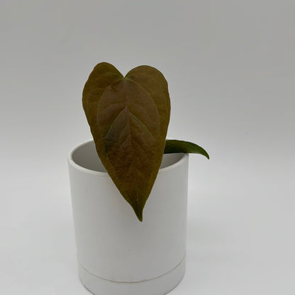 Anthurium Queen of Hearts Plant Indoor Decor