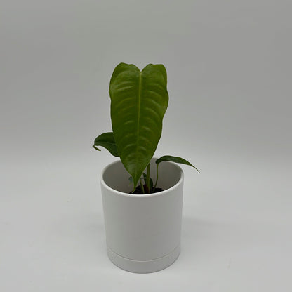 Anthurium Veitchii King
