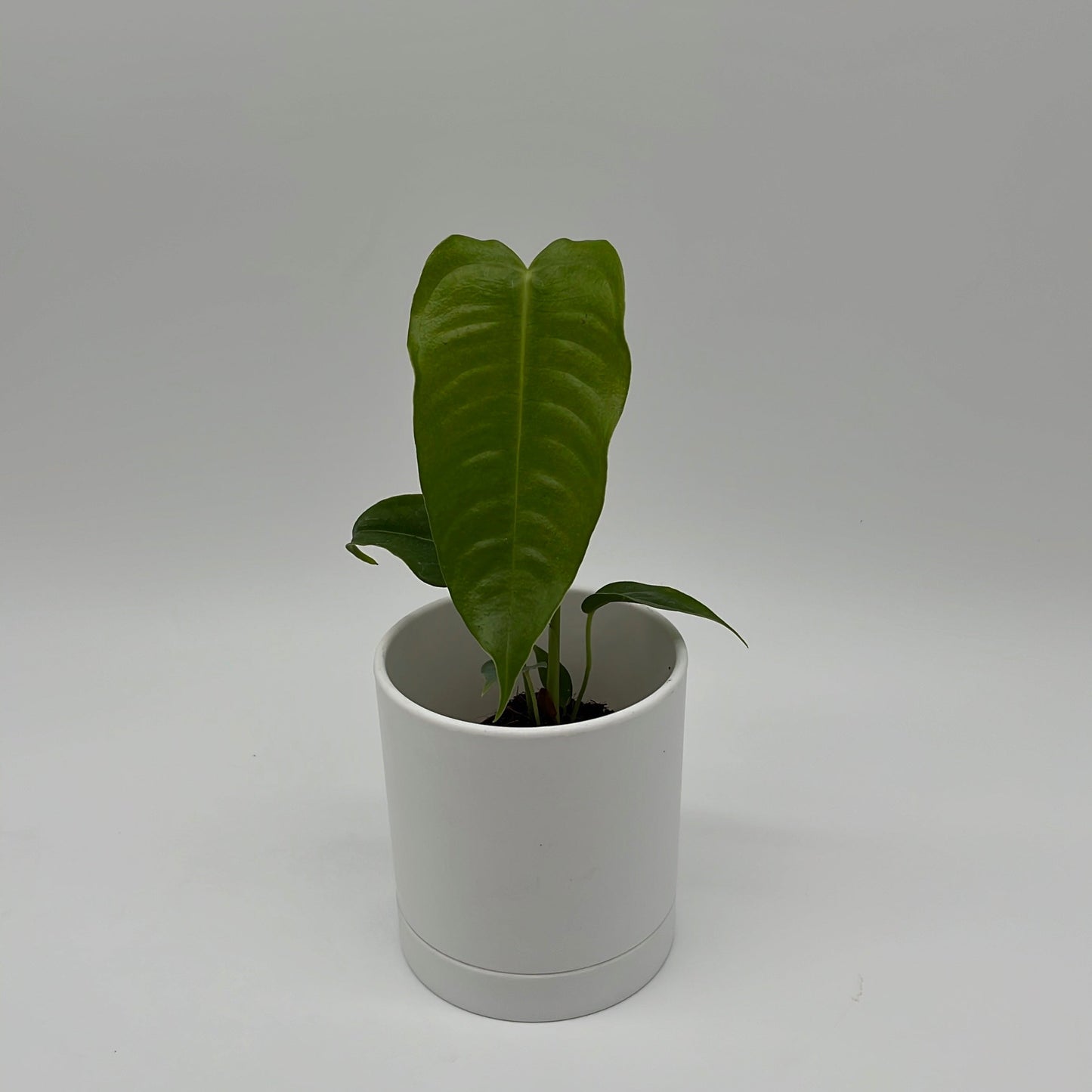 Anthurium Veitchii King Plant for Collectors