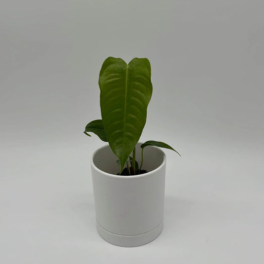 Anthurium Veitchii King plant with glossy green leaves in a white pot on Tampa Home & Garden Store