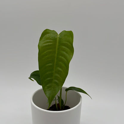 Anthurium Veitchii King Plant for Collectors