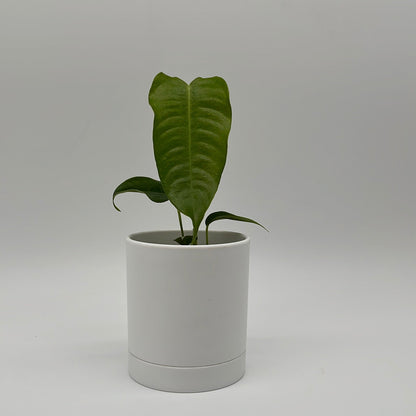 Anthurium Veitchii King
