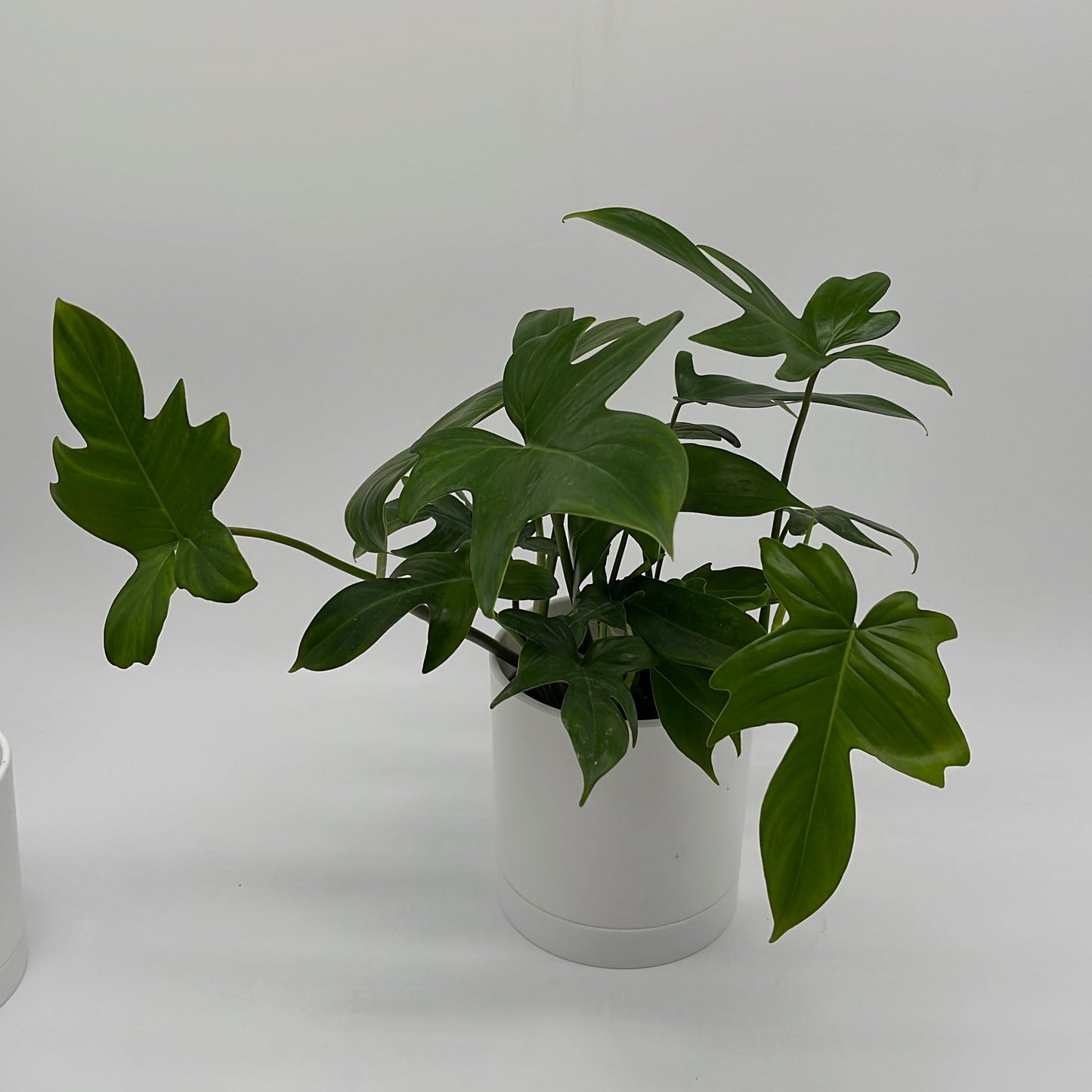 Philodendron ‘Florida Green’