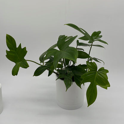 Philodendron ‘Florida Green’