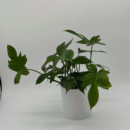 Philodendron ‘Florida Green’